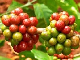 Giá cà phê robusta có thể trở lại mức cao như giữa tháng 10