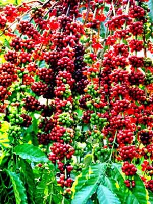 Mức cộng của cà phê Indonesia tăng, xuất khẩu bị trì hoãn