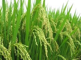 Thông tin lúa gạo thế giới ngày 21-11