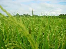 Doanh nghiệp Trung Quốc và Ấn Độ đầu tư sản xuất lúa gạo tại Myanmar