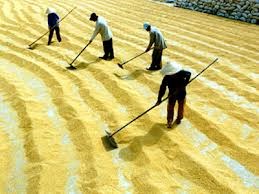 Việt Nam: Xuất khẩu 2,97 triệu tấn gạo, giá tiếp tục giảm