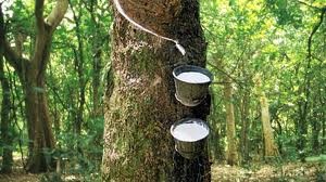 Dự kiến giá cao su châu Á sẽ tăng hơn nữa trong tuần tới