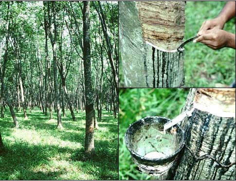 Thị trường cao su châu Á ngày 22/8: giá cao su giảm xuống mức thấp trong nhiều năm