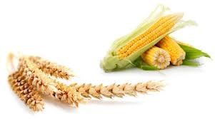 Giá ngô, lúa mì giảm, đậu tương ổn định do thời tiết ở Mỹ ấm