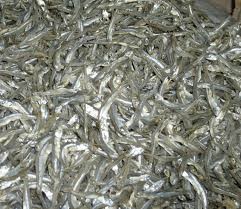 Sản lượng đánh bắt cá cơm Peru dự kiến sẽ tăng ít nhất 30% trong năm nay