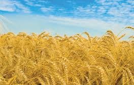 Giá lúa mì kỳ hạn hồi phục do căng thẳng giữa Ukraine và Nga