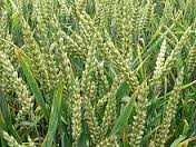 Giá lúa mì tại CBOT hồi phục từ mức thấp 2 tháng