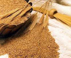 Giá lúa mì giảm mạnh nhất trong 1 tuần do nguồn cung dồi dào