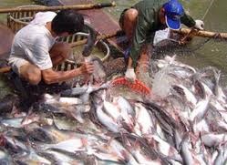 Bình Định: Quý I/2011 xuất khẩu thủy hải sản tăng mạnh