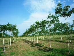 Ngành hàng cao su trong nước quí 4/2010 và dự báo quí 1/2011