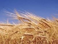 Nhập khẩu lúa mỳ tiếp tục giảm cả về lượng và trị giá