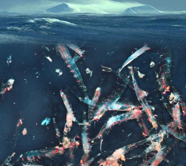 Xuất khẩu nhuyễn thể sang EU tăng mạnh