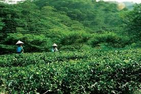 Hoạt động thương mại trên địa bàn tỉnh Phú Thọ trong quí I/2011
