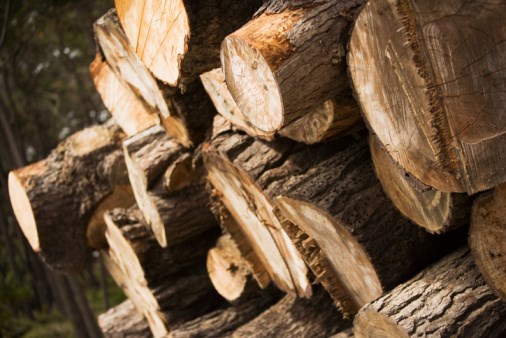 Năm tháng 2014, kim ngạch nhập khẩu gỗ nguyên liệu tăng gần 90%