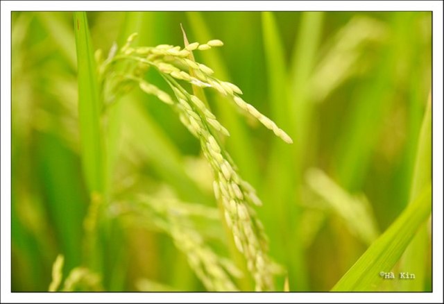 Cơ hội và thách thức cho ngành sản xuất lúa gạo của Việt Nam
